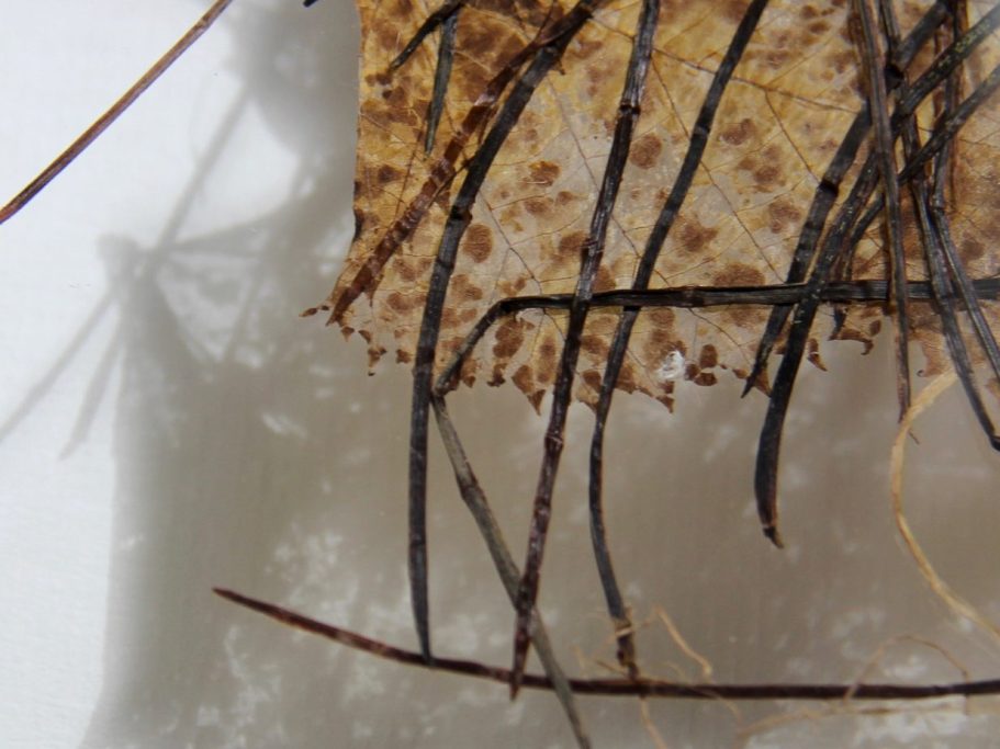 détail-oeuvre-dentelle-végétale-christine-cougoule