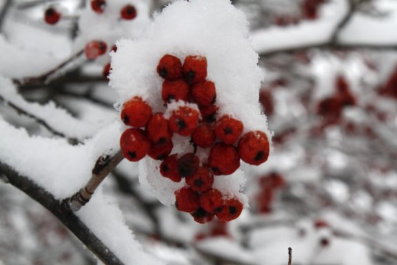 photo-baies-sorbier-neige-christine-cougoule